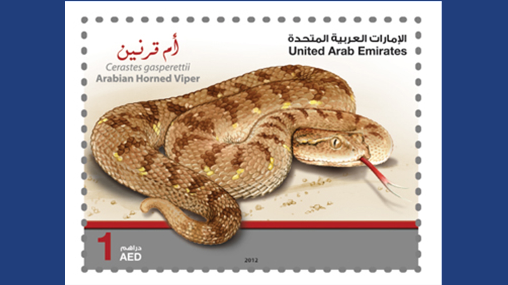 الأفاعي الصحراوية في الإمارات Emirates Post Shop